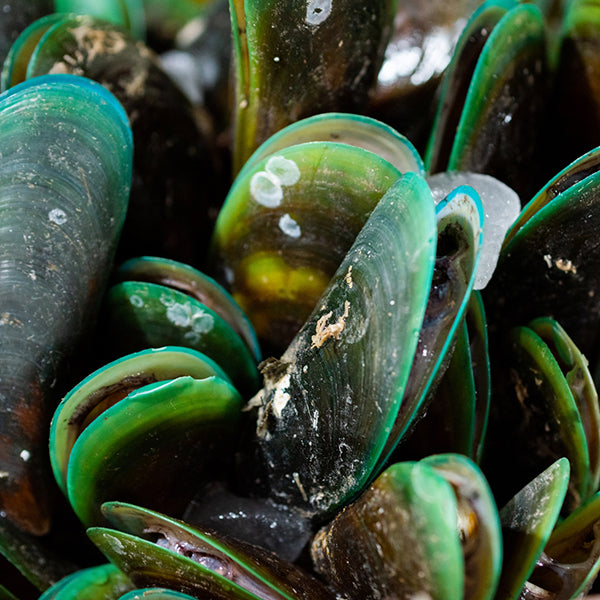 マルハニチロ パーナ貝 殻付 1kg ( グリーンマッセル )