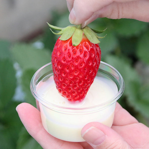 北海道乳業 業務用 コンデンスミルク 1kg ( 練乳 / ボトル入り / かき氷 )